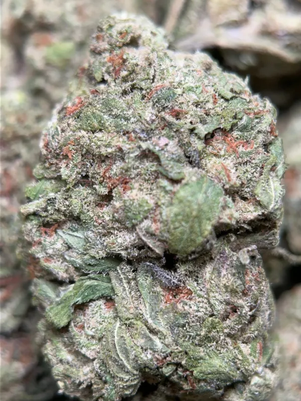 Dense Honey Rock buds with golden trichomes 2