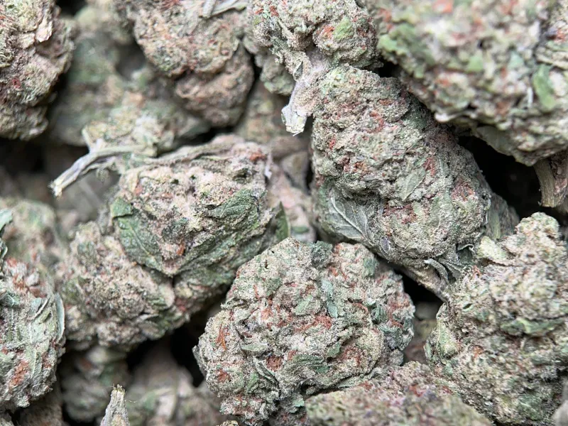 Dense Honey Rock buds with golden trichomes 3