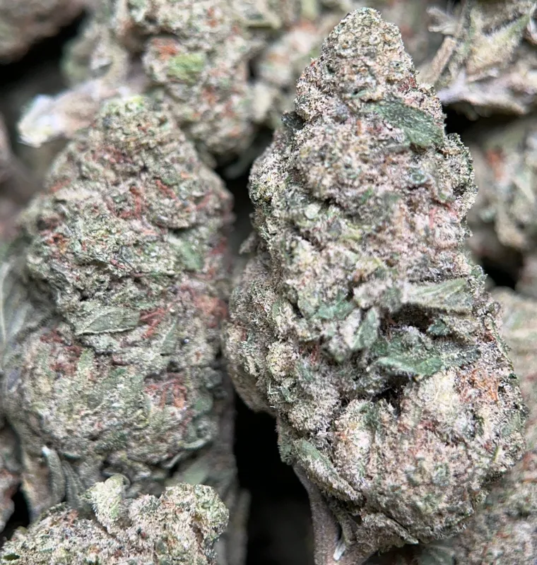 Dense Honey Rock buds with golden trichomes 4