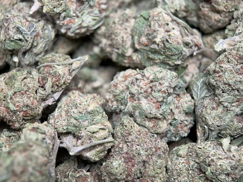 Dense Honey Rock buds with golden trichomes 5