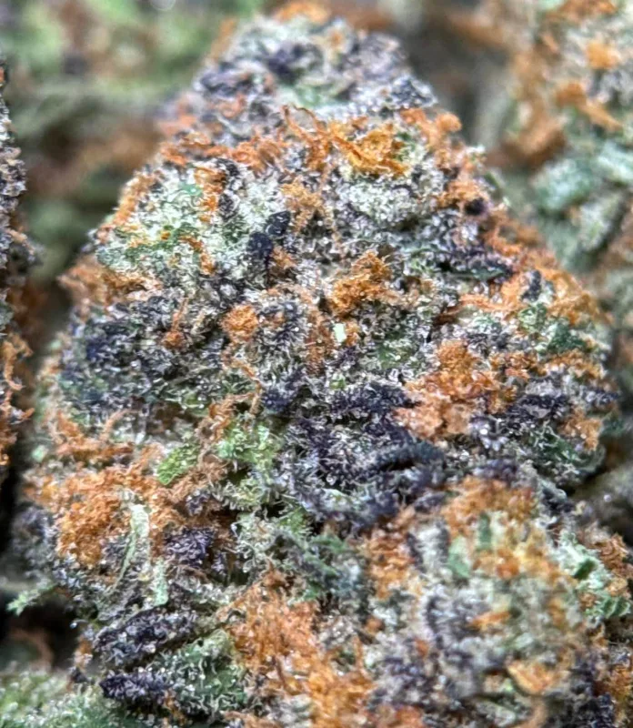 Alien Candy Kush frosty resin-rich cannabis buds with tropical candy profile 1