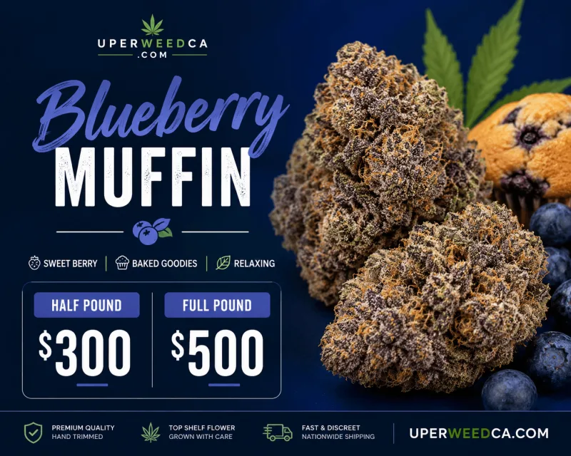 Blueberry Muffin dense purple-tinged cannabis flower 2