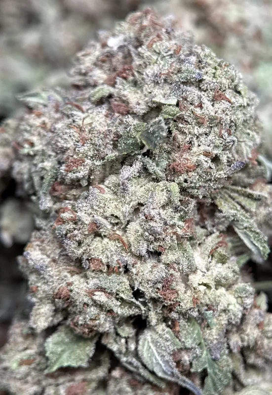 Jungle Driver indica cannabis flower 2