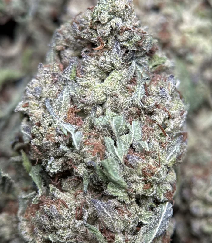 Jungle Driver indica cannabis flower 3