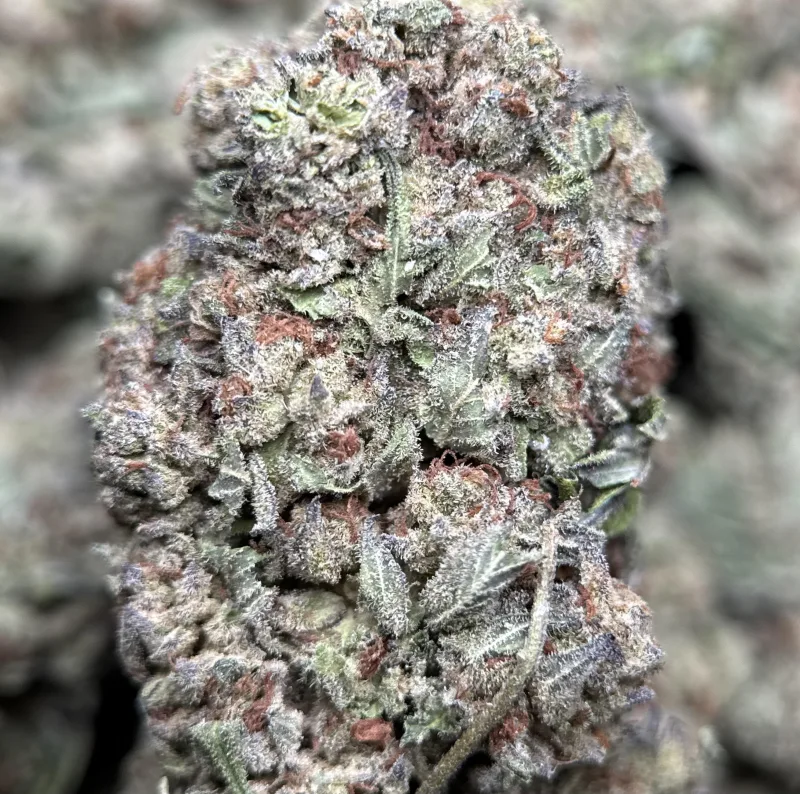 Jungle Driver indica cannabis flower 4