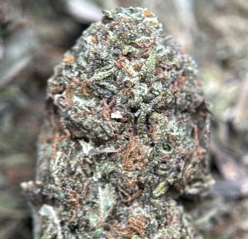 Midnight Cookies indica cannabis flower 4