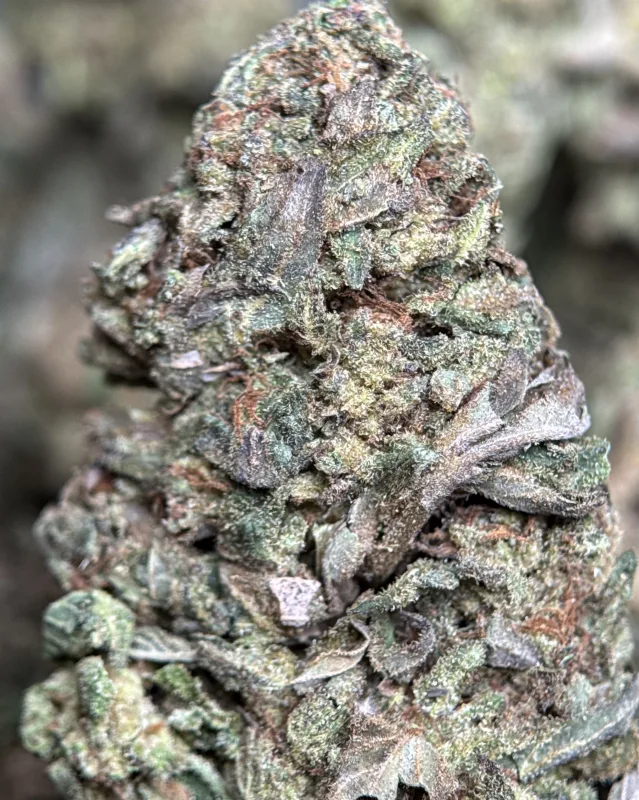 Ice Cream Cake dense purple-tinged buds with frosty trichome coverage 4