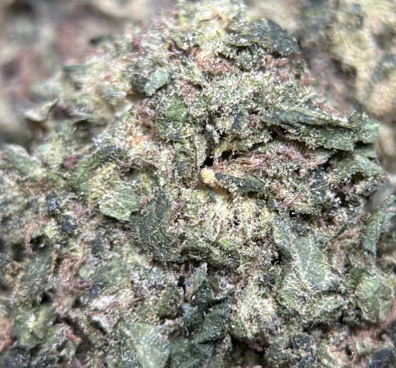 Pink Candy sativa cannabis flower 3