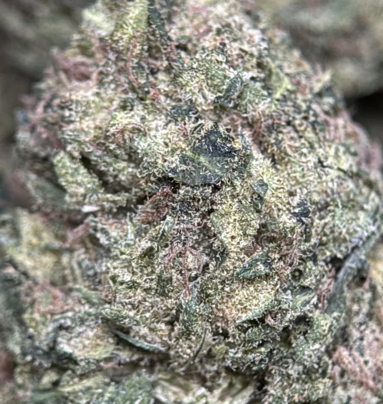 Pink Candy sativa cannabis flower 6