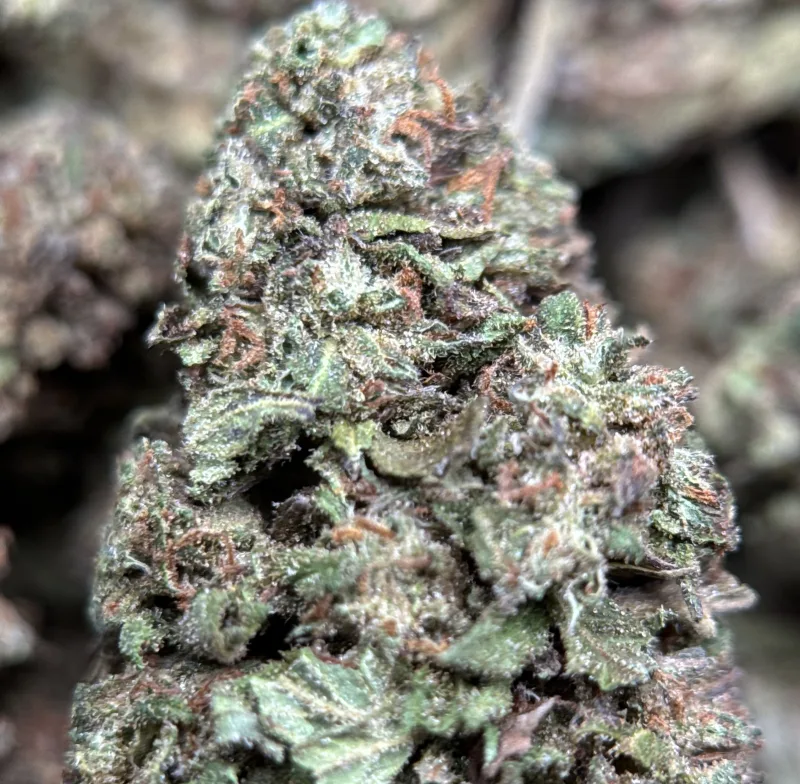 Forest-green Pink Galaxy buds with pink-purple hues and thick trichomes 2