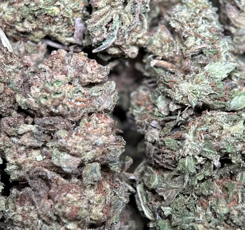 Forest-green Pink Galaxy buds with pink-purple hues and thick trichomes 3