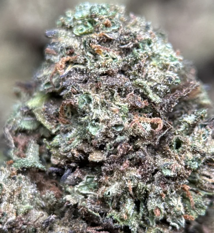 Forest-green Pink Galaxy buds with pink-purple hues and thick trichomes 5
