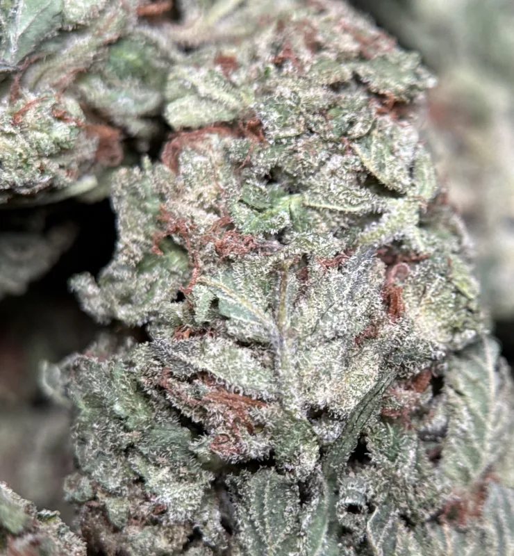 Dense green Pistachios Gelato cannabis buds with purple undertones 2
