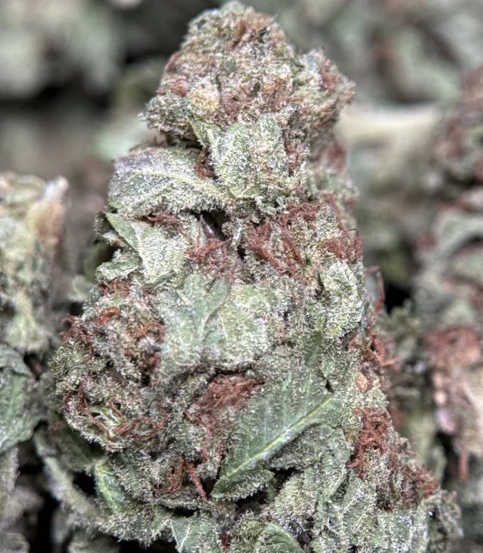 Dense green Pistachios Gelato cannabis buds with purple undertones 3