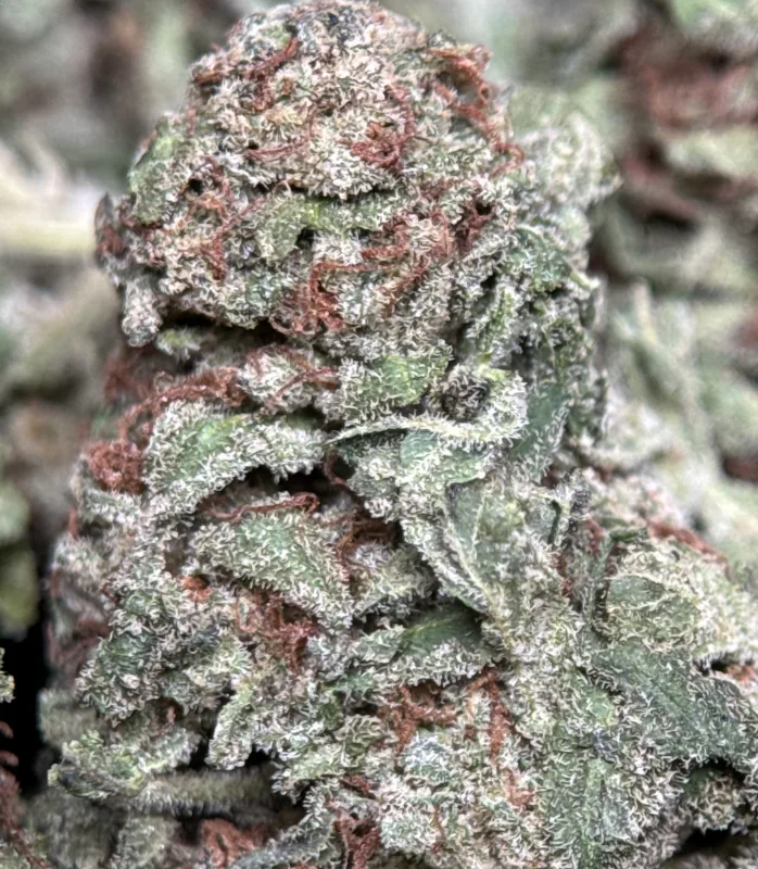 Dense green Pistachios Gelato cannabis buds with purple undertones 4