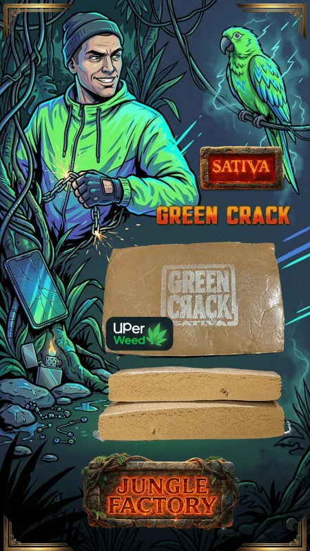 Golden Jack Herer Hash block and two cut bars with Sativa adventure artwork 4