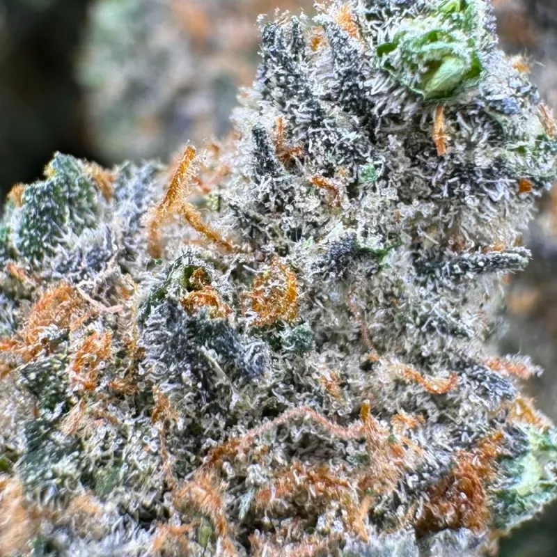 Jet Fuel Gelato
