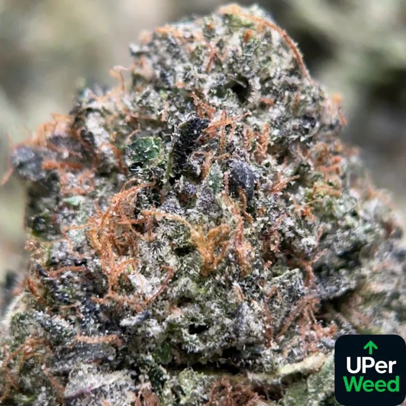King Louis XIII