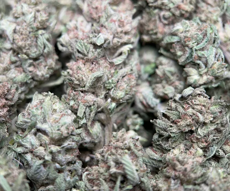 Neon-green Lemon Pepper buds with orange pistils and golden-white trichomes 2