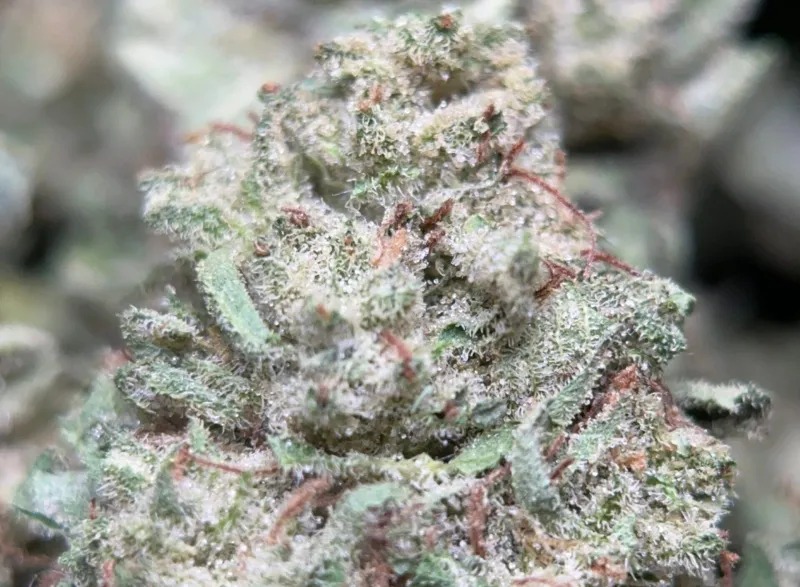 Neon-green Lemon Pepper buds with orange pistils and golden-white trichomes 3