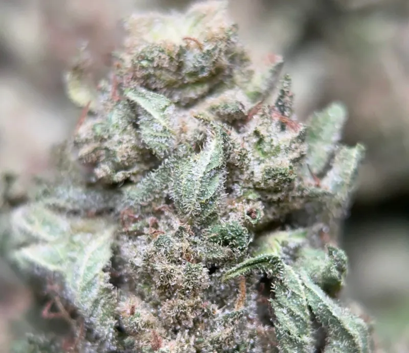 Neon-green Lemon Pepper buds with orange pistils and golden-white trichomes 4