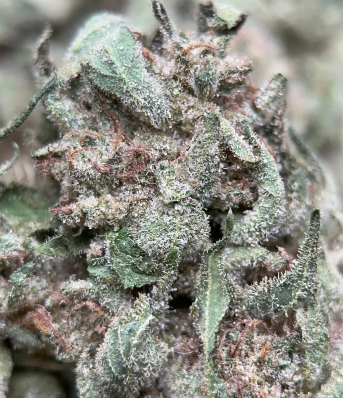 Neon-green Lemon Pepper buds with orange pistils and golden-white trichomes 5