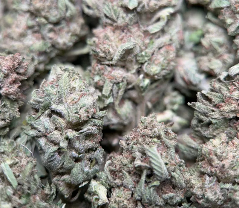 Neon-green Lemon Pepper buds with orange pistils and golden-white trichomes 6