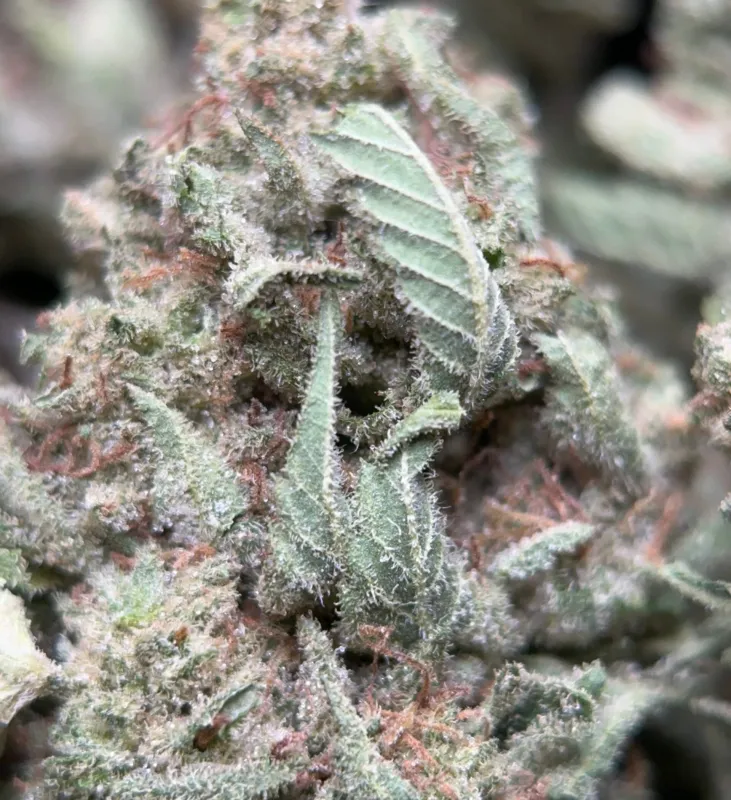 Neon-green Lemon Pepper buds with orange pistils and golden-white trichomes 7