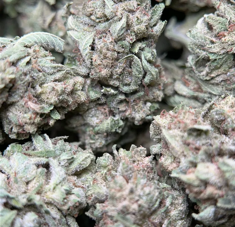 Neon-green Lemon Pepper buds with orange pistils and golden-white trichomes 8