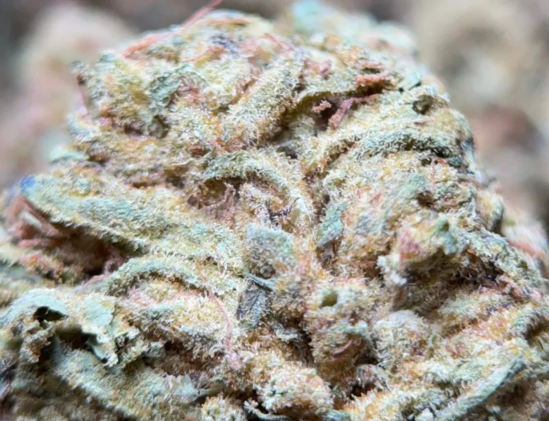 Lemon Skunk Diesel mint-green buds with orange pistils and blue frost 2