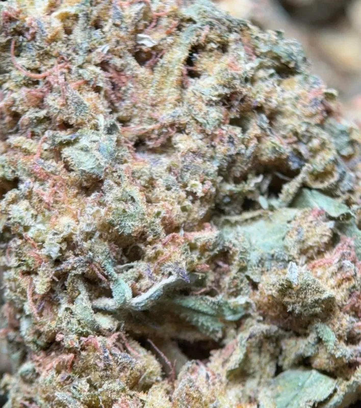 Lemon Skunk Diesel mint-green buds with orange pistils and blue frost 4