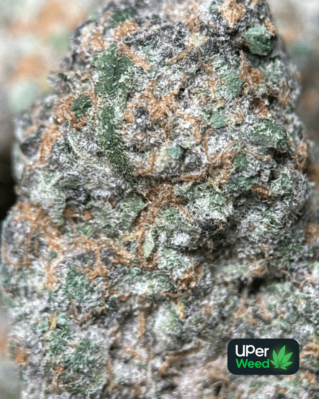 Sage-green Lemonade Haze buds with bright orange pistils 2