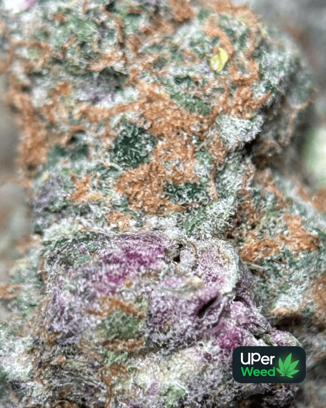 Sage-green Lemonade Haze buds with bright orange pistils 3