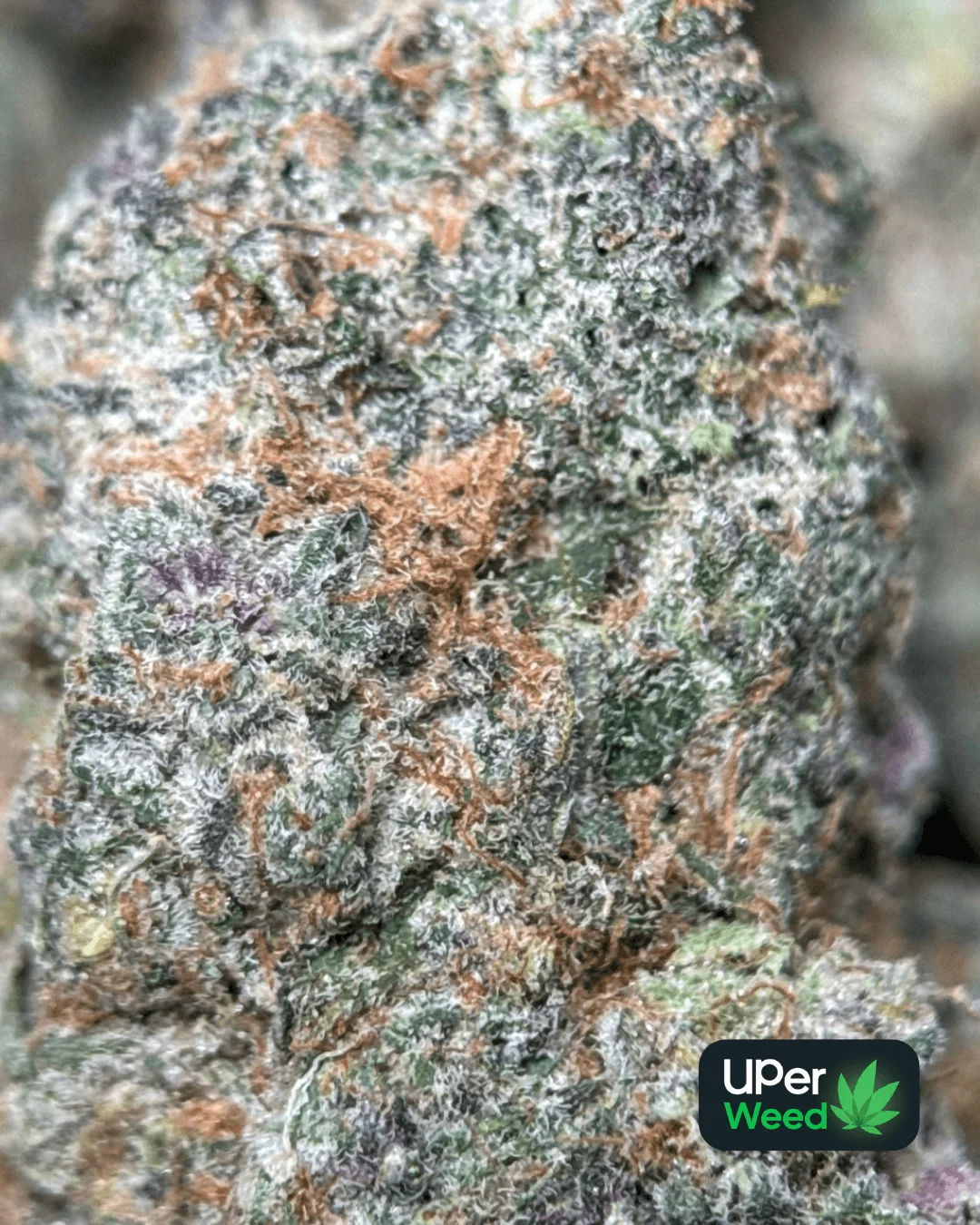 Sage-green Lemonade Haze buds with bright orange pistils 4