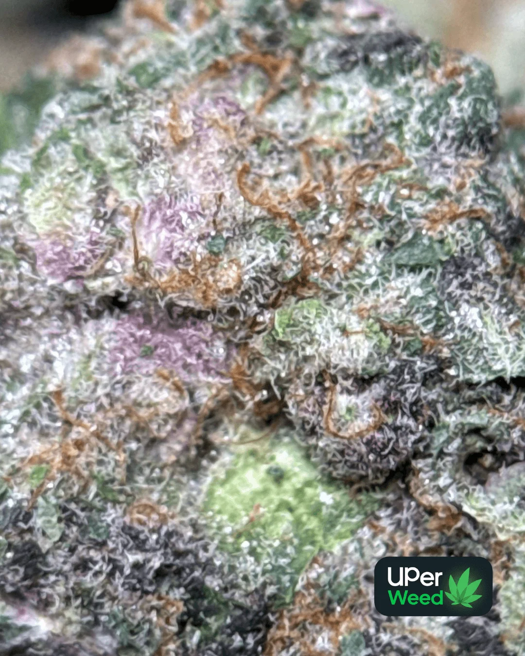 Sage-green Lemonade Haze buds with bright orange pistils 5