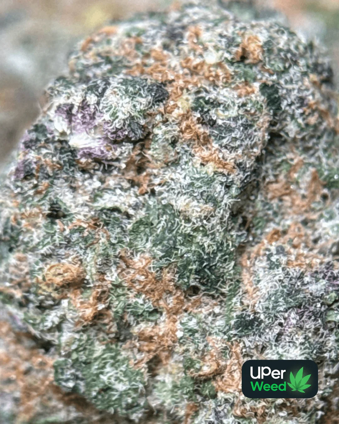 Sage-green Lemonade Haze buds with bright orange pistils 6