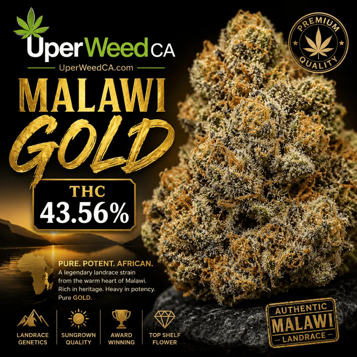 Malawi Gold