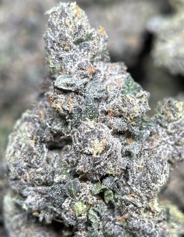 Dark forest-green Mike Tyson K.O buds with purple shadows orange pistils and frost 11