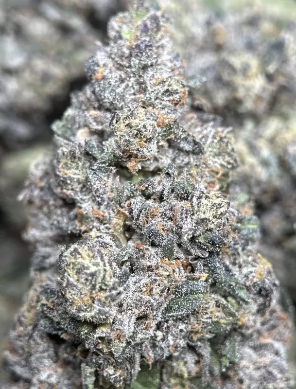 Dark forest-green Mike Tyson K.O buds with purple shadows orange pistils and frost 12