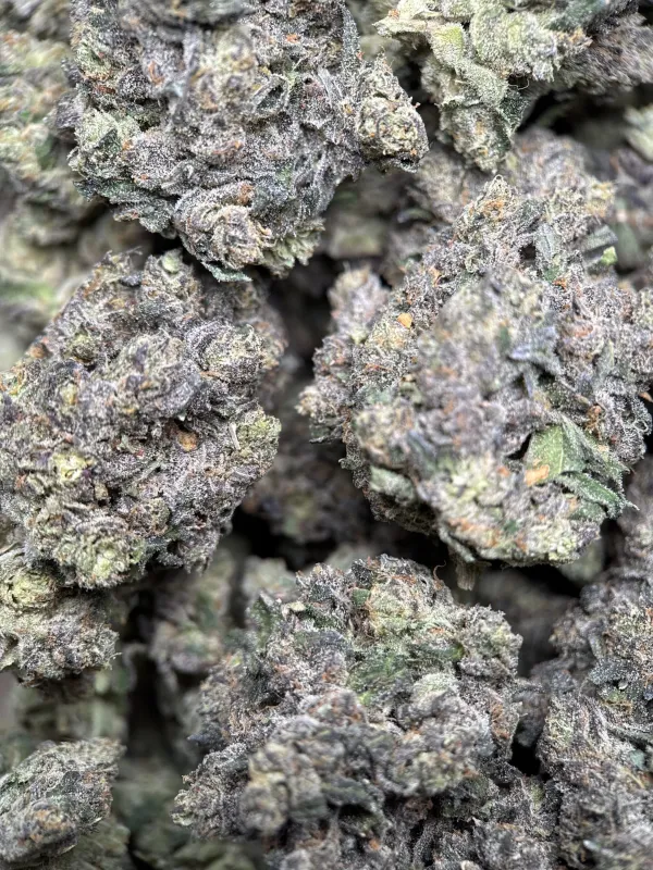 Dark forest-green Mike Tyson K.O buds with purple shadows orange pistils and frost 13