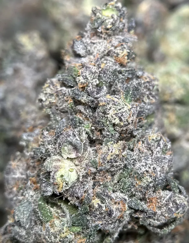Dark forest-green Mike Tyson K.O buds with purple shadows orange pistils and frost 14