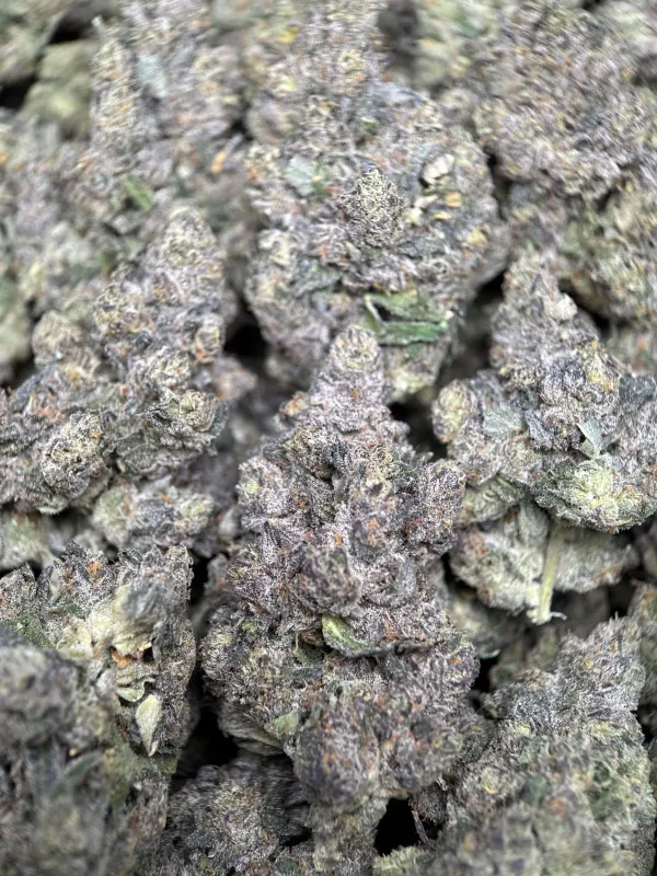 Dark forest-green Mike Tyson K.O buds with purple shadows orange pistils and frost 2