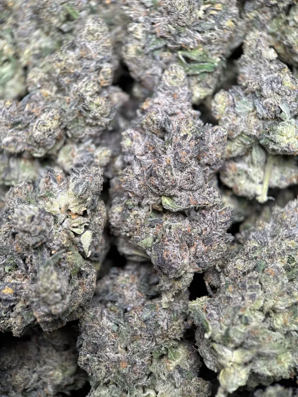 Dark forest-green Mike Tyson K.O buds with purple shadows orange pistils and frost 3