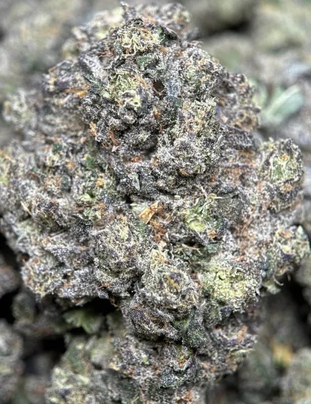 Dark forest-green Mike Tyson K.O buds with purple shadows orange pistils and frost 4