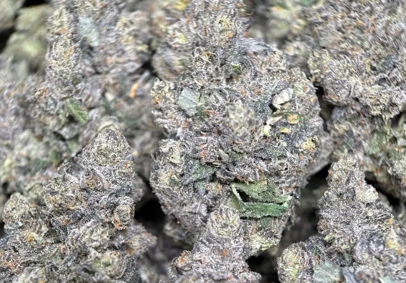 Dark forest-green Mike Tyson K.O buds with purple shadows orange pistils and frost 5