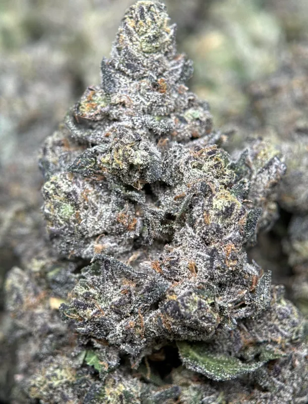 Dark forest-green Mike Tyson K.O buds with purple shadows orange pistils and frost 6
