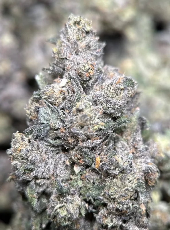 Dark forest-green Mike Tyson K.O buds with purple shadows orange pistils and frost 7