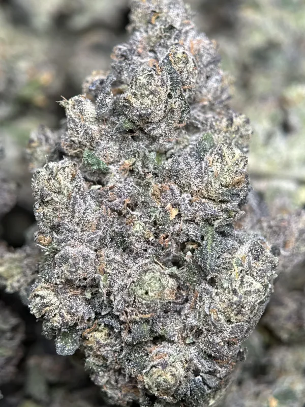 Dark forest-green Mike Tyson K.O buds with purple shadows orange pistils and frost 8