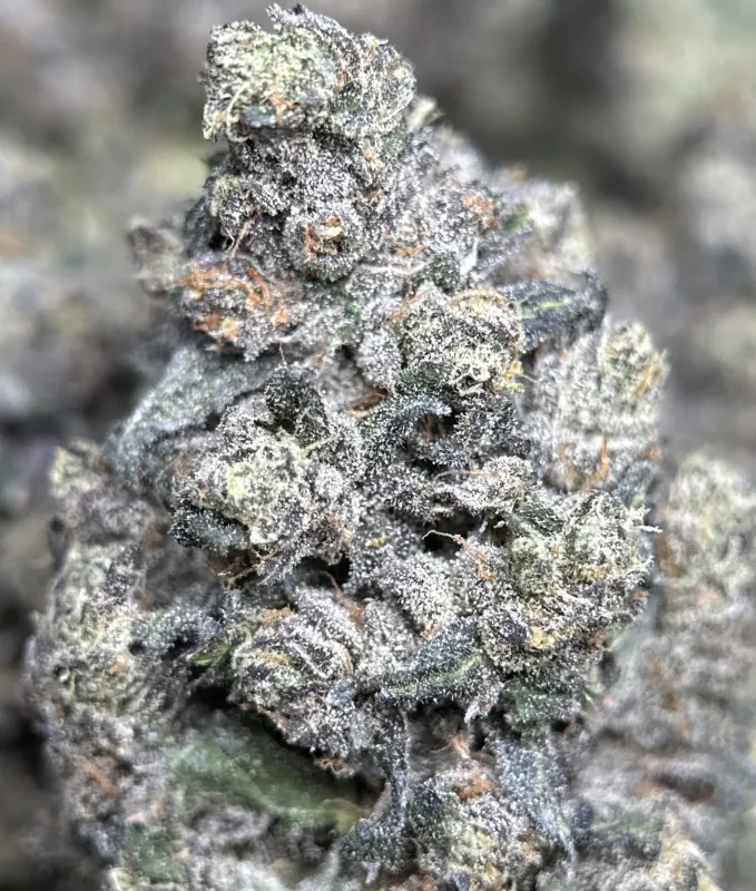 Dark forest-green Mike Tyson K.O buds with purple shadows orange pistils and frost 9