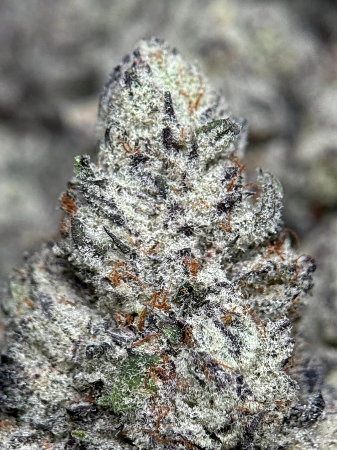 Neon-green Moon Meltdown buds with golden undertones and frost 5